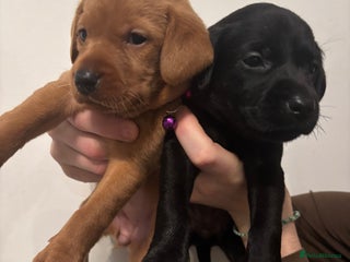 Labrador Retriever dogs Fully Health Tested Outstanding KC Reg Puppies - Advert 10