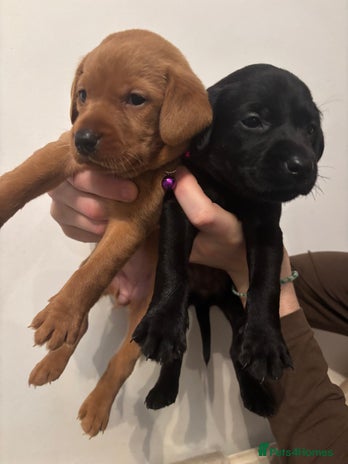 Labrador Retriever dogs - Advert 16