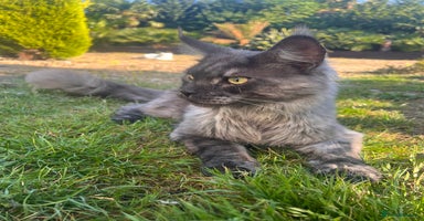 Maine Coon cats - Advert 6