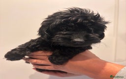 Irish Doodle dogs for sale: REDUCED F1 Miniature Irish Doodle - Image 16