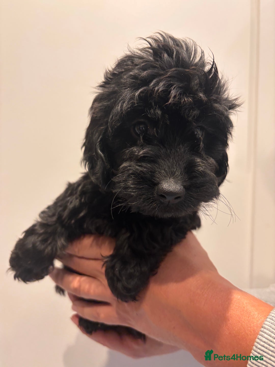 Irish Doodle dogs for sale: REDUCED F1 Miniature Irish Doodle - Image 16
