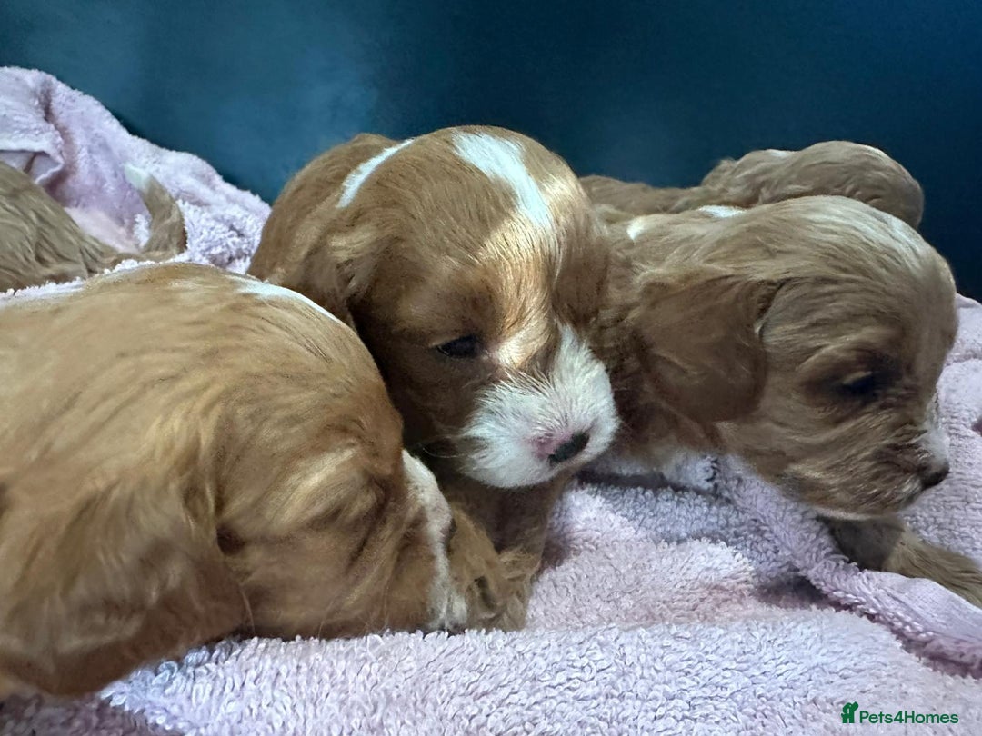Cavapoo dogs for sale: One girl left has come available  - Image 11