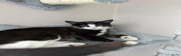 Mixed Breed cats for sale: Male kittens - Advert 1