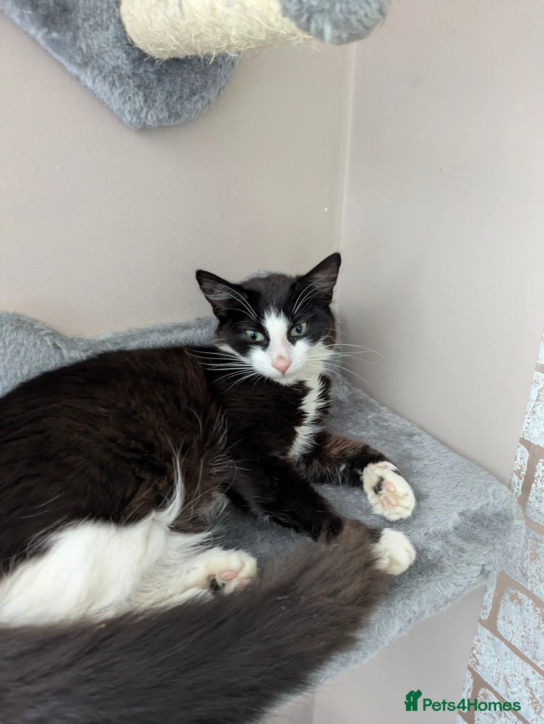 Mixed Breed cats for sale: Male kittens - Advert 1