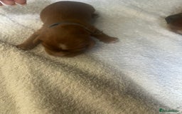 Cavalier King Charles Spaniel dogs for sale: 6 Ruby Puppies!! - Image 10