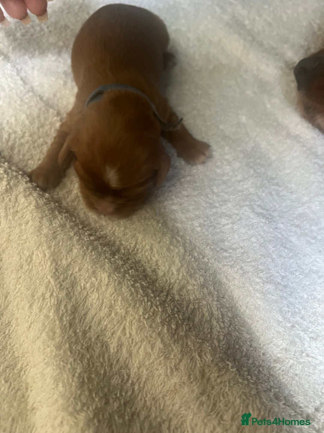 Cavalier King Charles Spaniel dogs for sale: 6 Ruby Puppies!! - Image 10