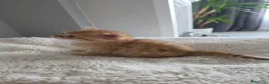 Scottish Straight ears kitten 