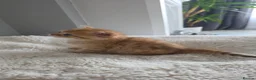 Scottish Fold cats for sale: Purebred kitten, best in UK - Advert 17