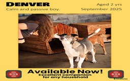 Mixed Breed dogs for adoption: Denver, 2 yrs approx. Available for adoption. - Image 1