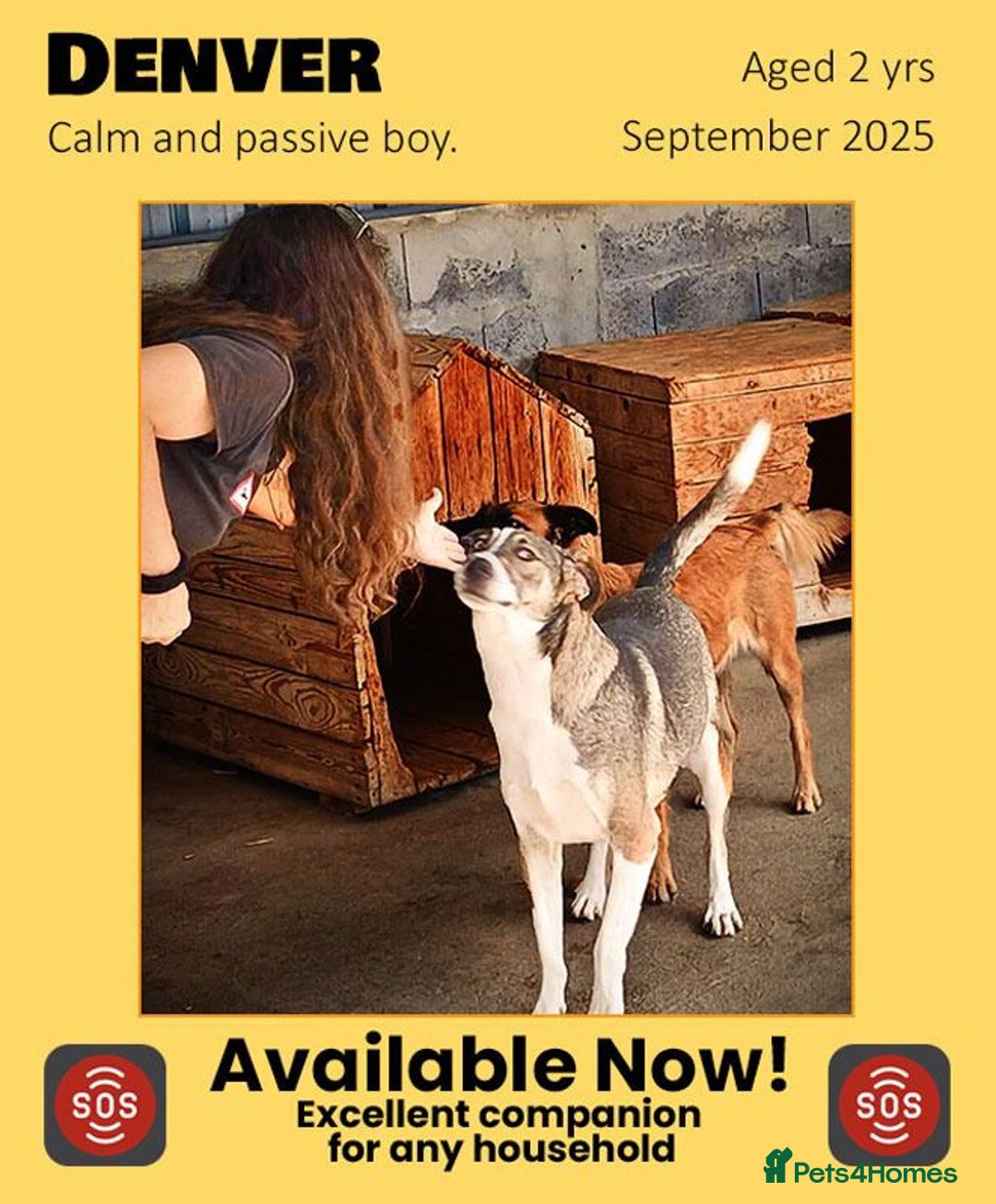 Mixed Breed dogs for adoption: Denver, 2 yrs approx. Available for adoption. - Image 1