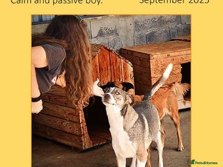 Mixed Breed dogs - Advert 4