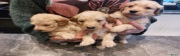 Goldendoodle dogs for sale: 9 FULLY HEALTH TESTED F1 Goldendoodle pup for sale - Advert 3
