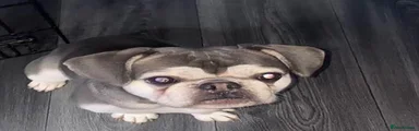 French Bulldog 1