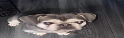 French Bulldog dogs for sale: Alan the frenchie  in Derby - Advert 1