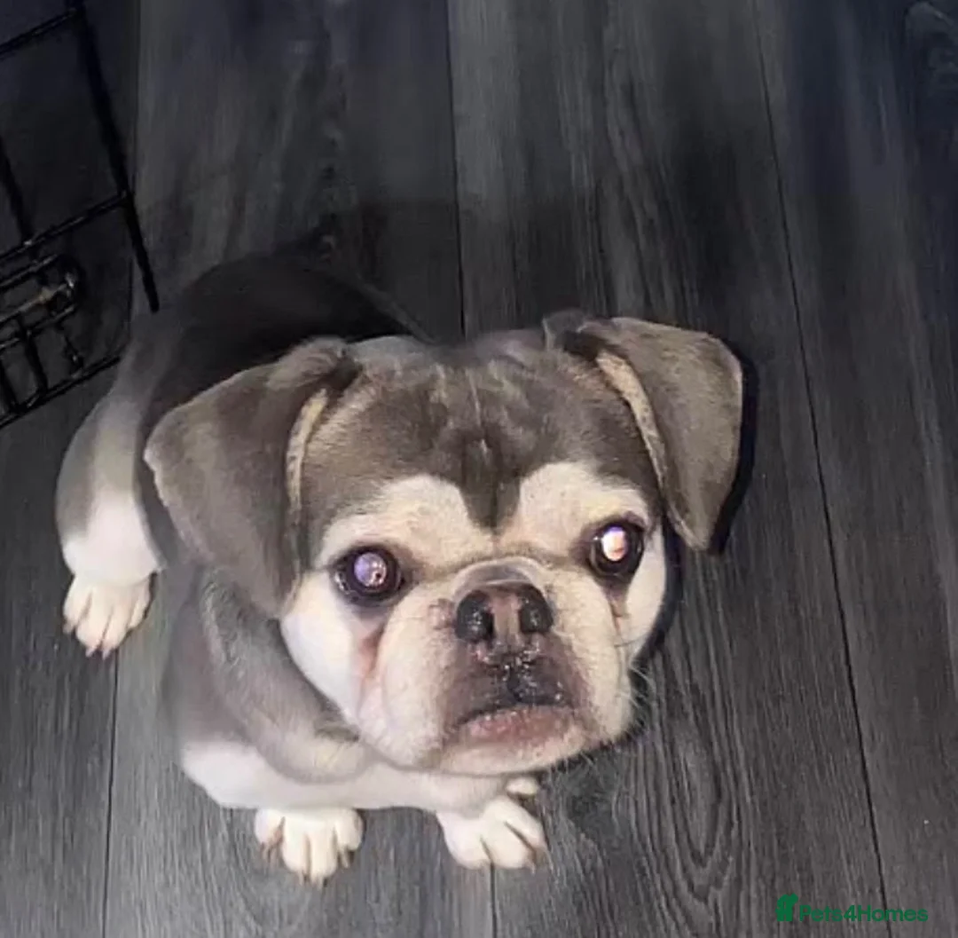 French Bulldog dogs for sale: Alan the frenchie  in Derby - Advert 1