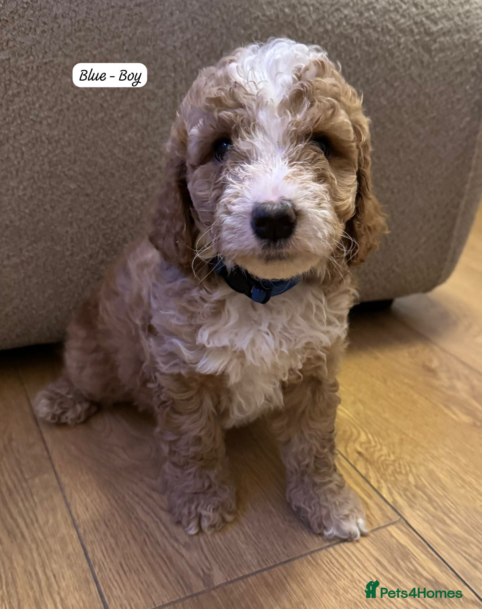 Australian Labradoodle dogs Australian Labradoodle Puppies - Advert 1