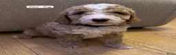Australian Labradoodle dogs for sale: Australian Labradoodle Puppies - Advert 4