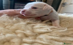 Boxer dogs for sale: KC registered Boxer Puppies - Image 10