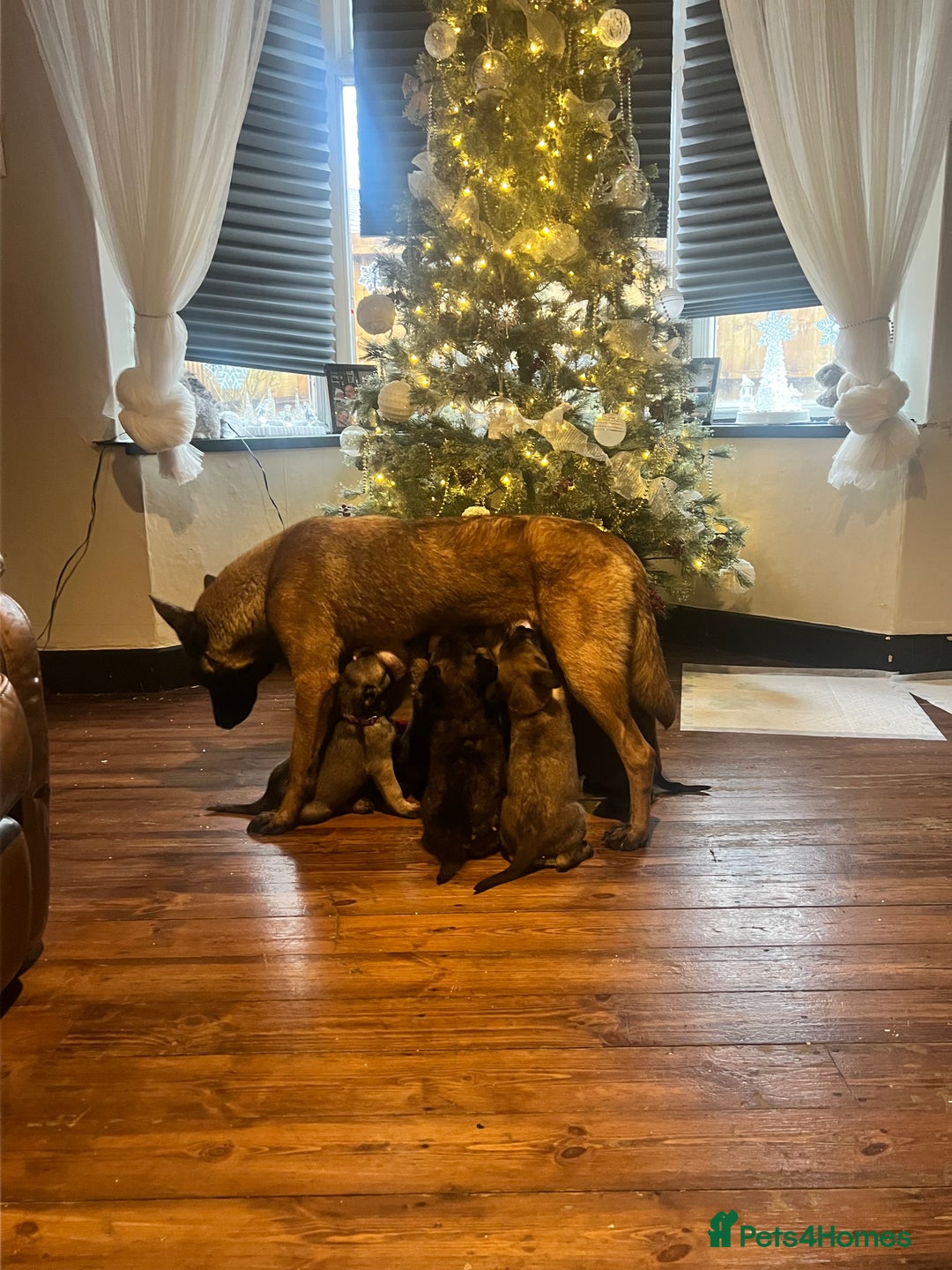 Mixed Breed dogs for sale: Belgium Shepherd mix breed - Advert 2