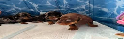 Miniature Dachshund dogs for sale: Beautiful Miniature Dachshund Puppies - Advert 10
