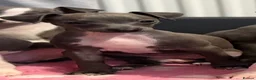 Italian Greyhound dogs for sale: Italian Greyhound Puppies - Advert 9