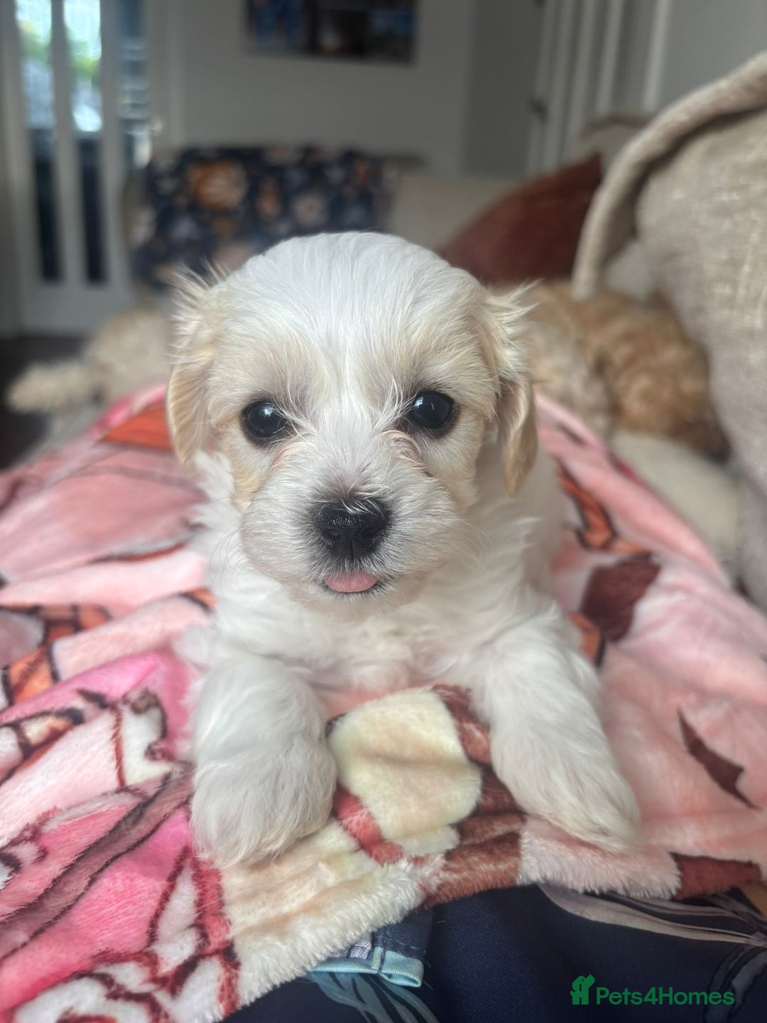 Maltipoo dogs for sale: Minnies maltipoos  - Image 28