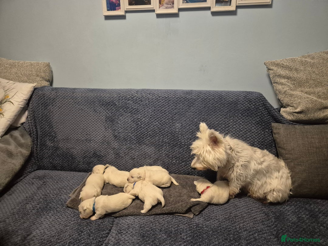 West Highland Terrier dogs for sale: Westhighland Terrier - Advert 9