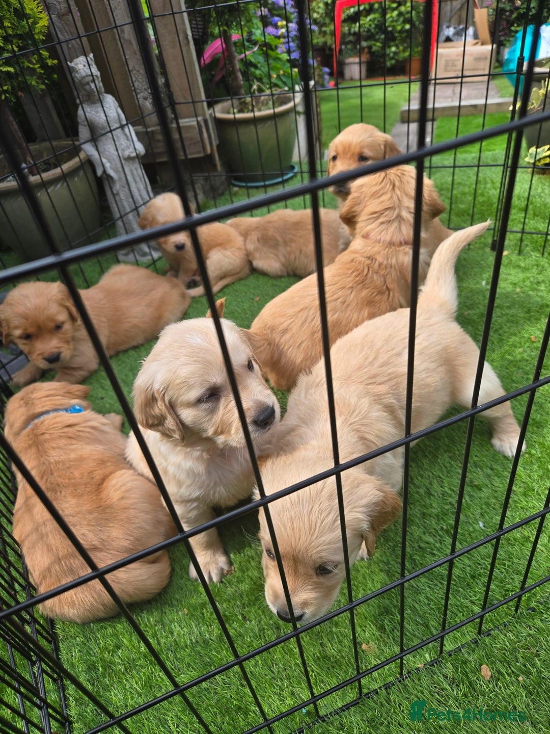 Golden Retriever dogs for sale: Golden Retriever Puppies for Sale - Image 15
