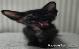 Siamese cats for sale: Beautiful GCCF registered Siamese kittens  - Image 10