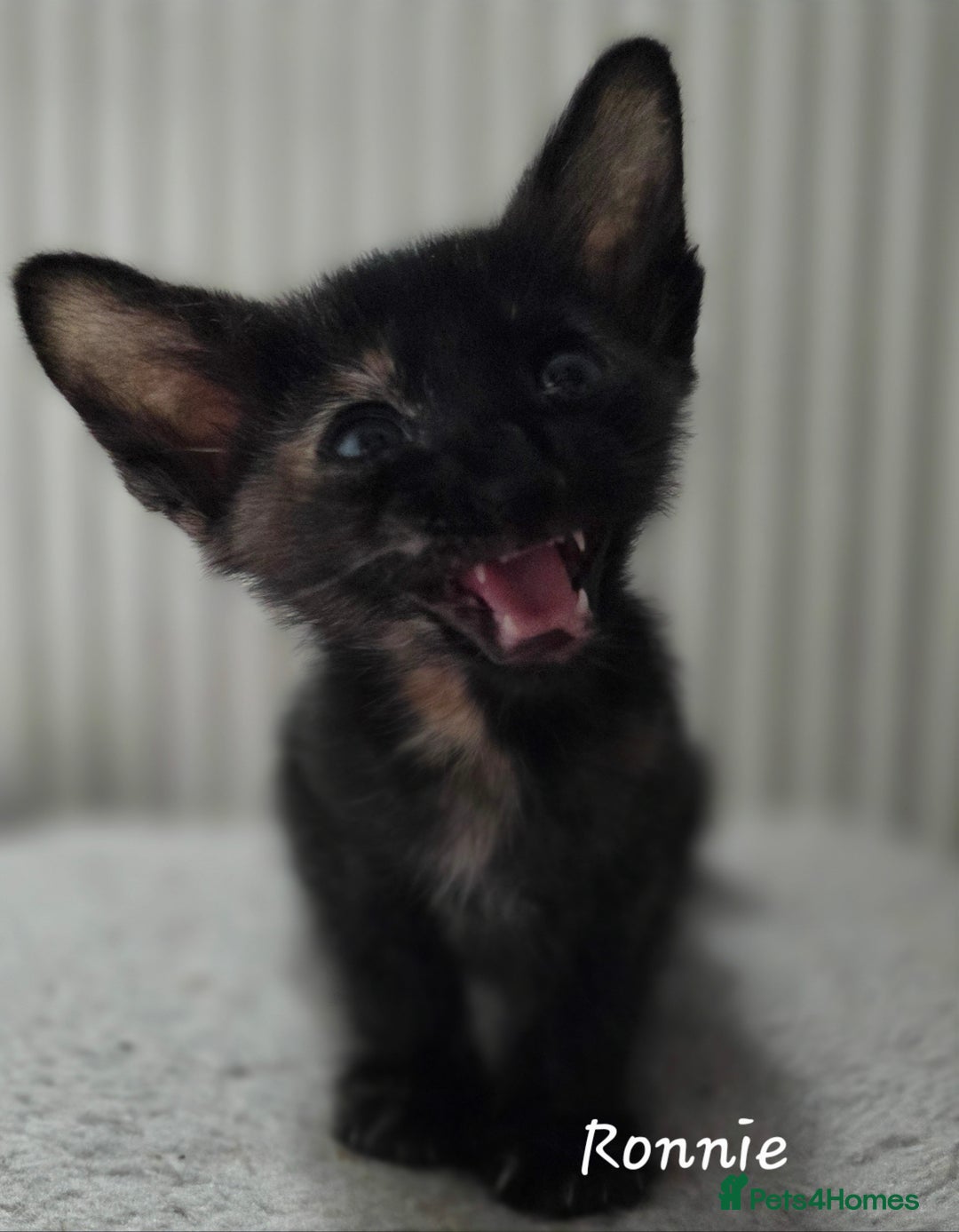 Siamese cats for sale: Beautiful GCCF registered Siamese kittens  - Image 10