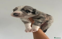Border Collie dogs for sale: Border Collie pup- Merle, Black, Chocolate, Blonde - Image 18