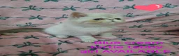 Exotic cats for sale: EXCEPTIONAL PERSIAN EXOTIC KITTENS  - Advert 3