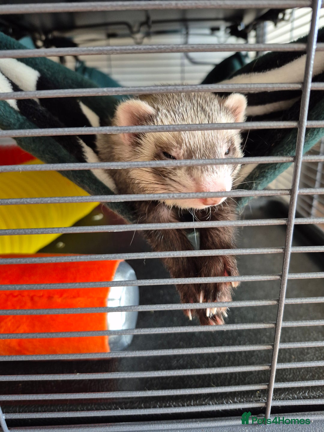 Ferret rodents for sale: Male and female ferrets and cage - Image 4