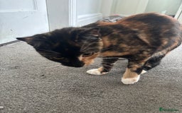 Mixed Breed cats for sale: Foxy - £50 - Advert 5