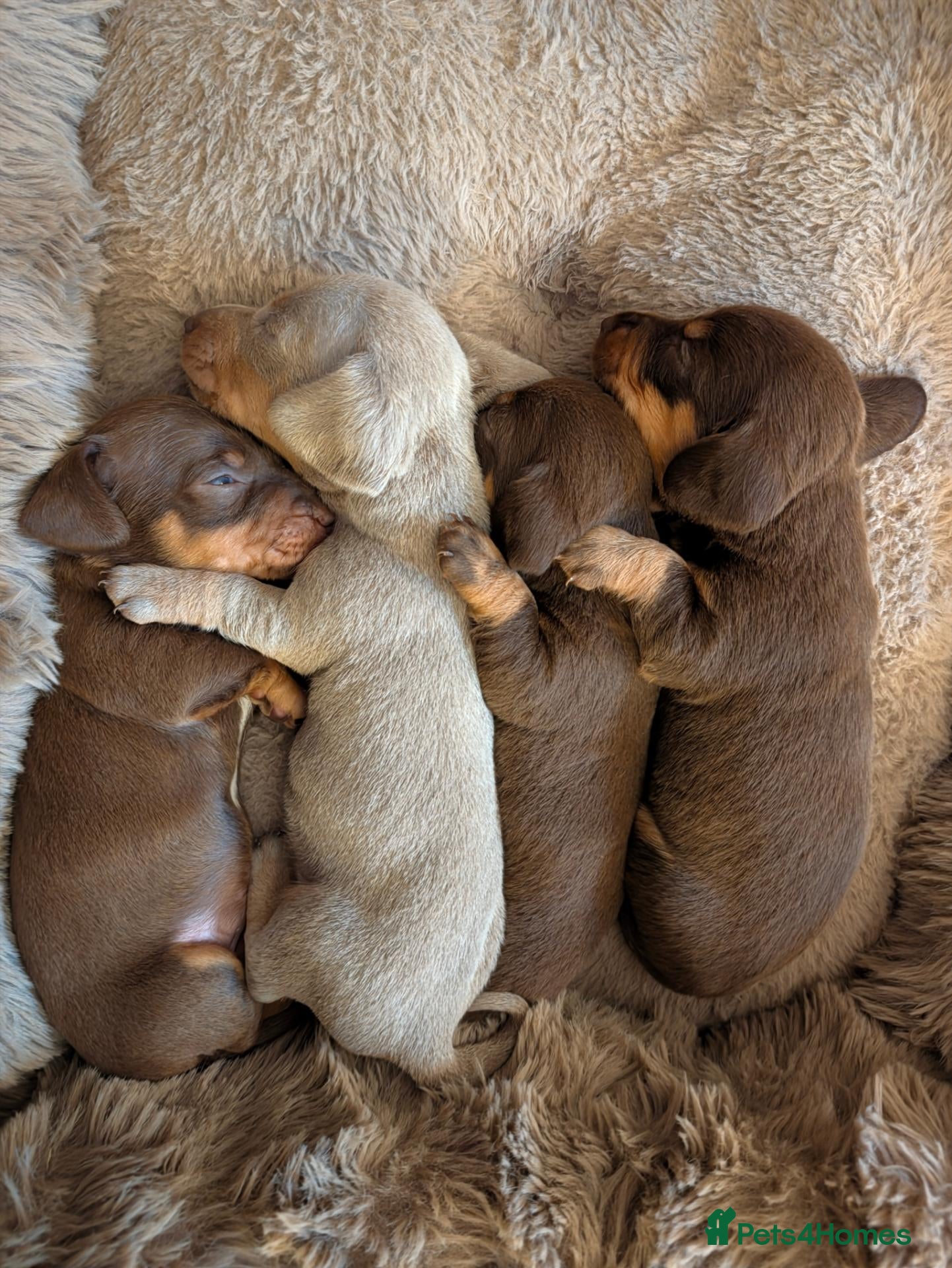 Dachshund dogs for sale: Miniature Dachshund Puppies - Advert 8