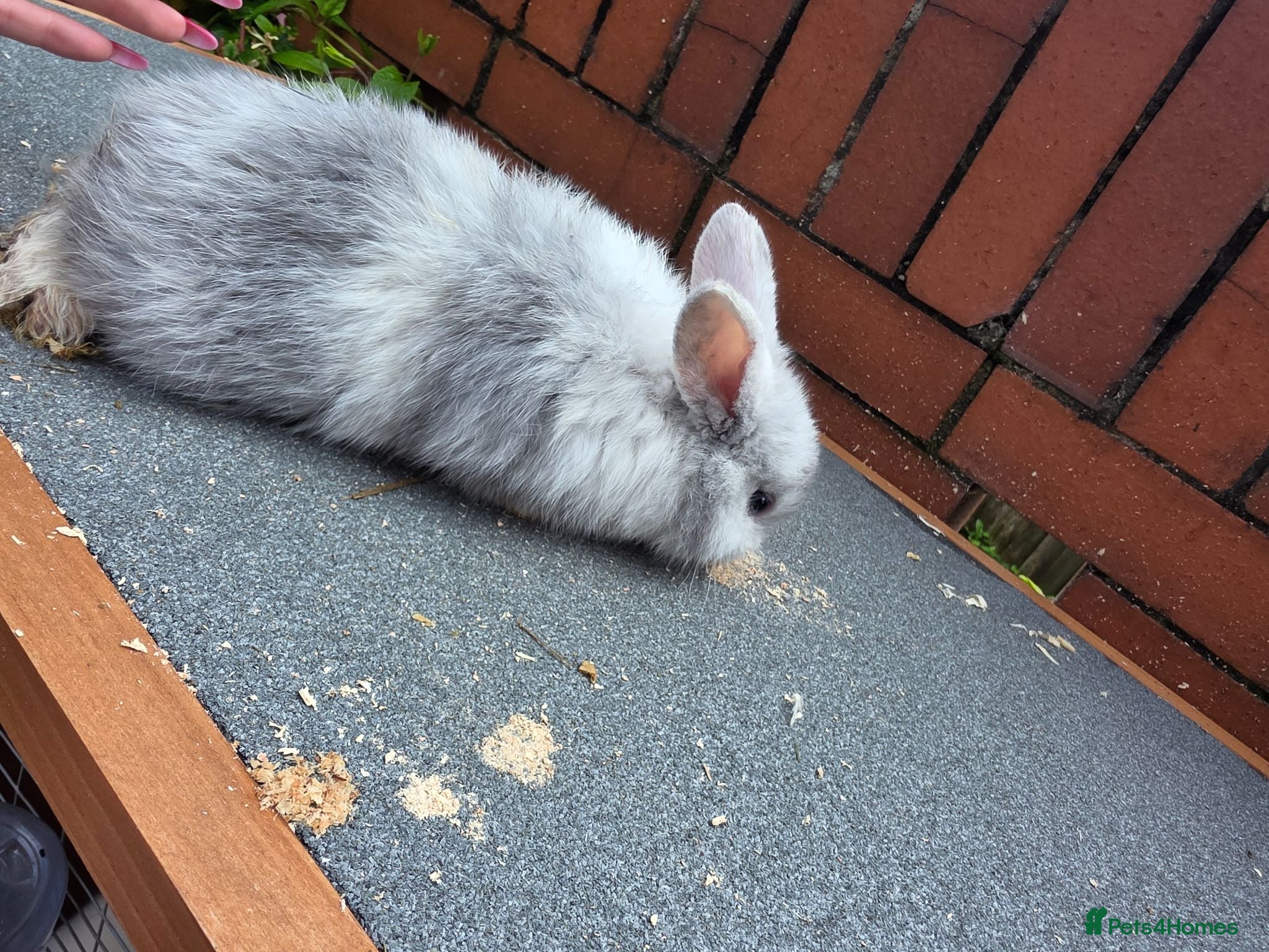Mini Lop rabbits Mini loop - Advert 2