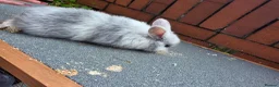Mini Lop rabbits for sale: Mini loop - Advert 2