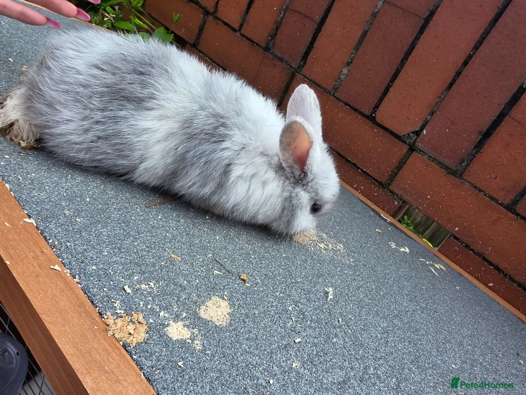 Mini Lop rabbits for sale: Mini loop - Advert 2