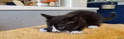 Mixed Breed cats for sale: Tobi and Poppy are looking for a new home - Advert 9