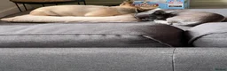 Chihuahua dogs for sale: Two chihuahua girls (REHOME ASAP) - Advert 10