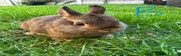 Netherland Dwarf rabbits for sale: Netherland Dwarf Rabbits For Sale  - Advert 8