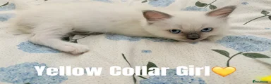 Yellow Collar - Blue Mitted Girl💛