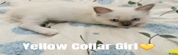 Ragdoll cats for sale: Five Beautiful Ragdoll Kittens Now Available🤍 - Advert 20