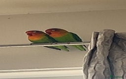 Lovebirds birds for sale: 2 fischers love birds + cage+extras  - Image 2