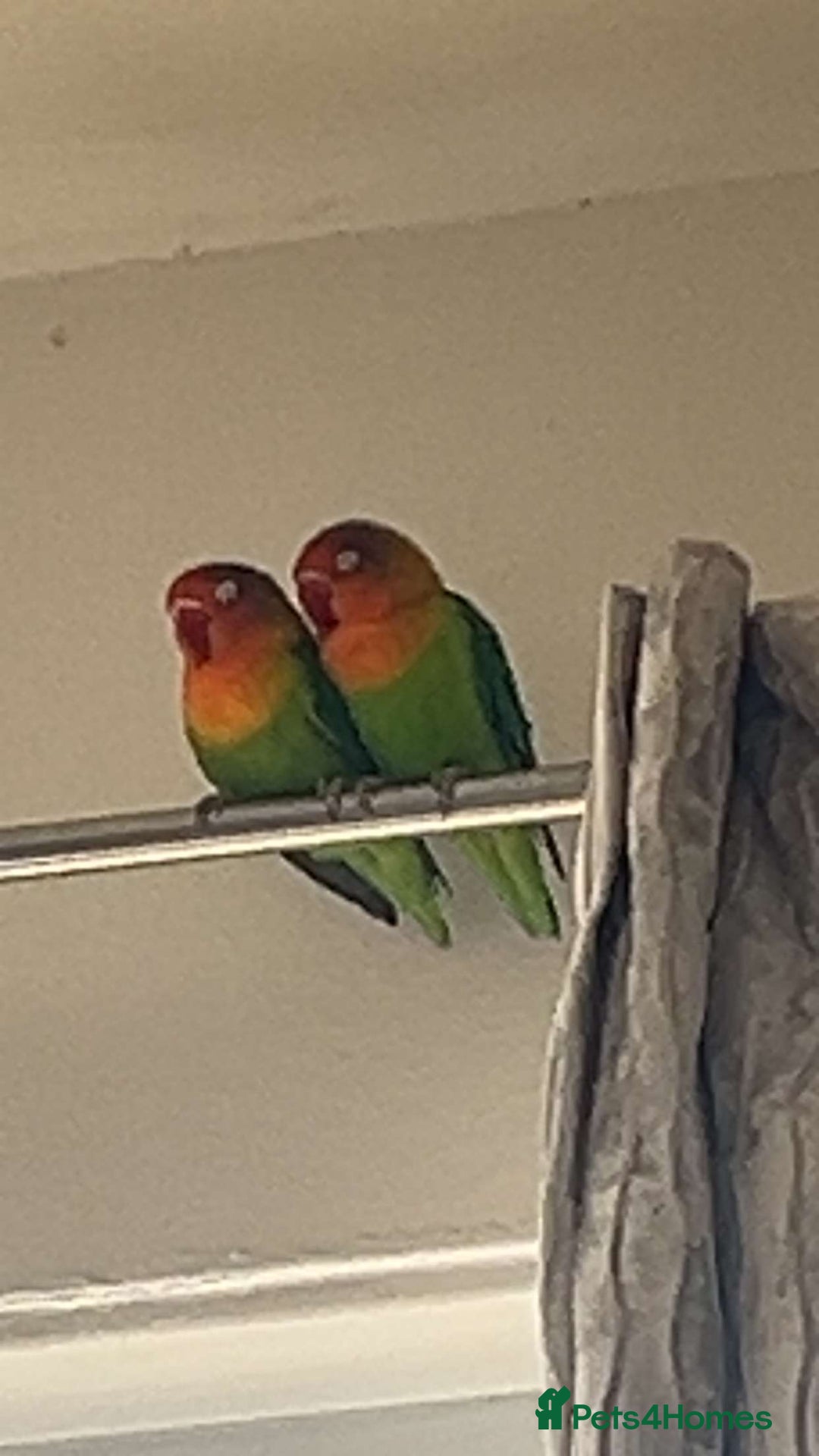 Lovebirds birds for sale: 2 fischers love birds + cage+extras  - Image 2