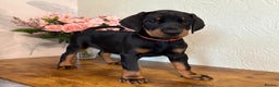 Dobermann dogs for stud: 💥 Proven Stud Available – Cerberus 💥 in Swansea - Advert 18