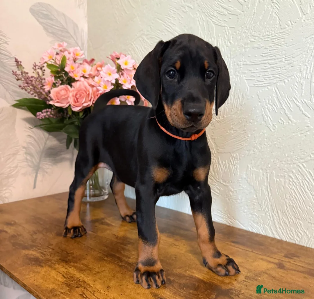 Dobermann dogs for stud: 💥 Proven Stud Available – Cerberus 💥 in Swansea - Advert 18