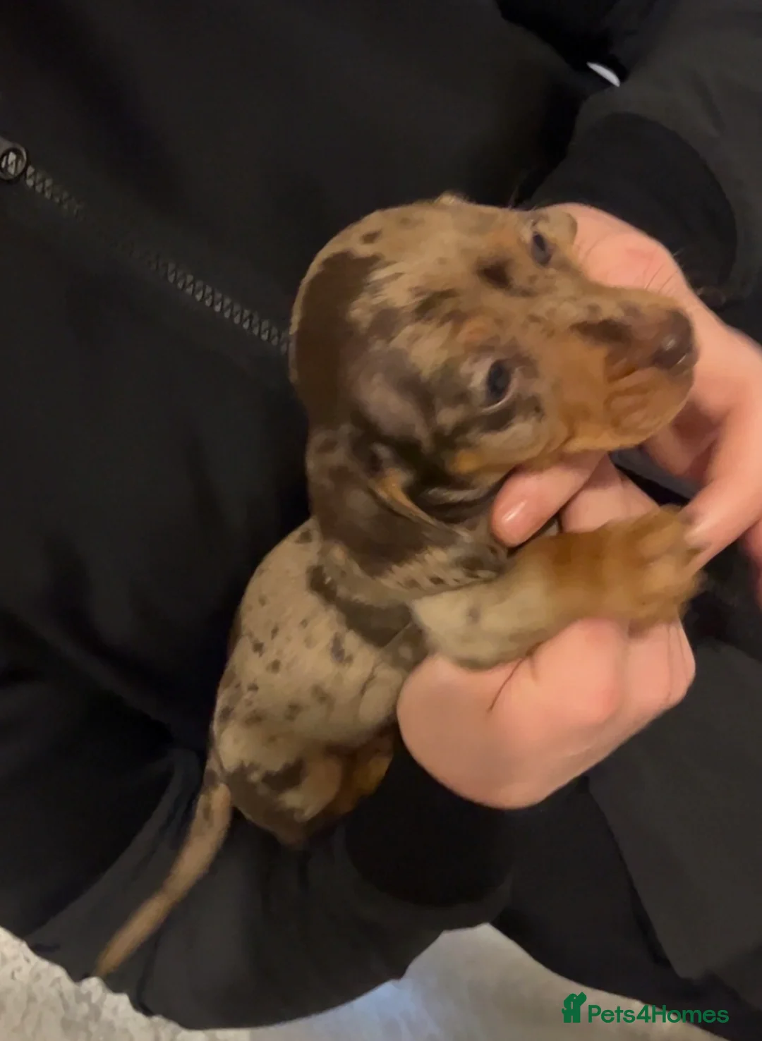 Miniature Dachshund dogs for sale: Kc registered miniature dachshunds  - Advert 5