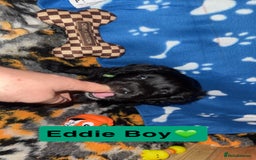 Mixed Breed dogs for sale: 4 Gorgeous Cocker Spaniel Cross Border Collies - Image 8