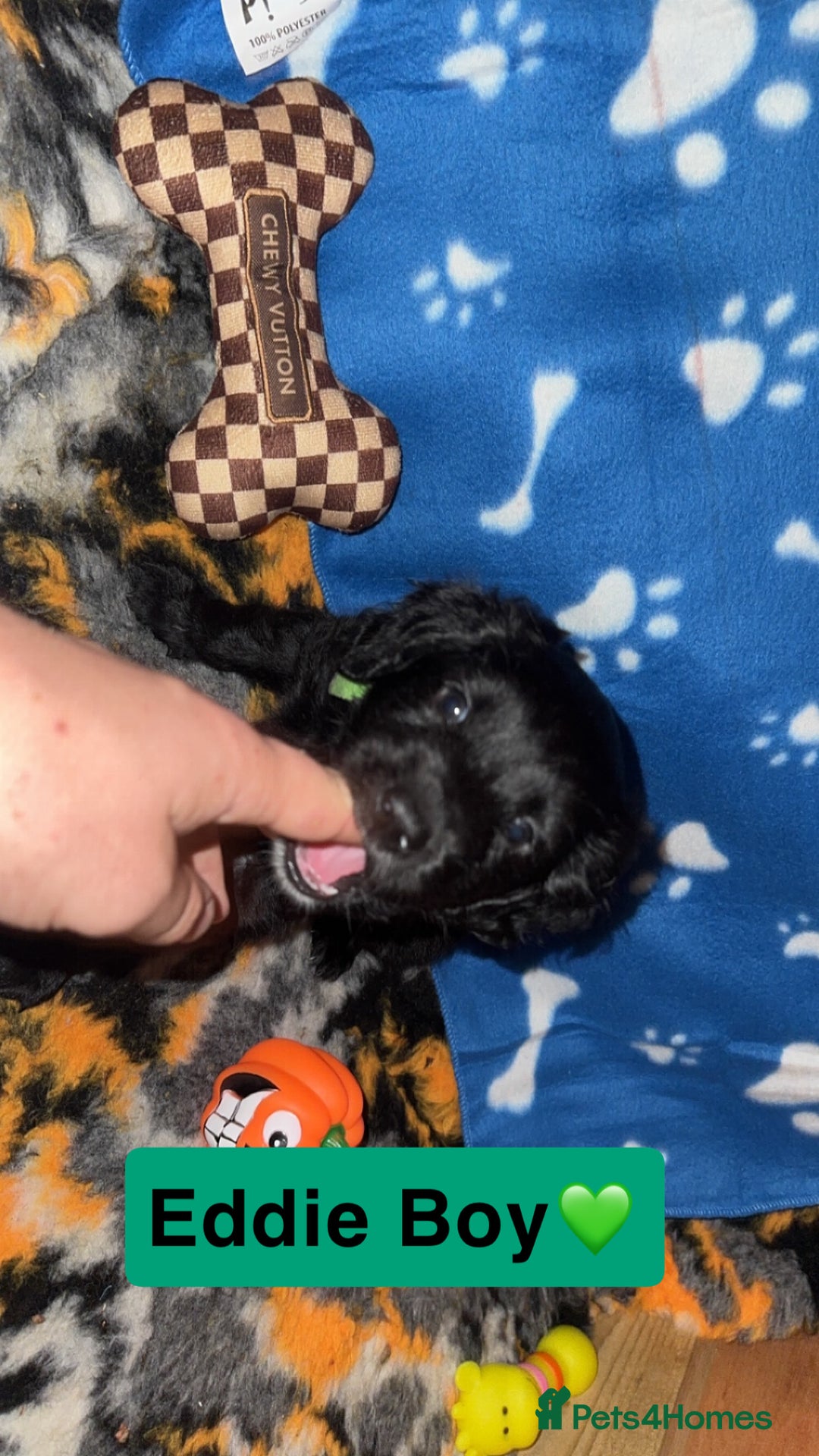 Mixed Breed dogs for sale: 4 Gorgeous Cocker Spaniel Cross Border Collies - Image 8